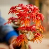 LEGO Botanicals Japanischer Roter Ahorn – Bonsai-Baum - Produktbild-Vorschau 42