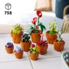 Miniaturn rostliny Náhled obrázku produktu 8