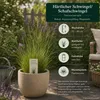 Härtlicher Schwingel/ Schafschwingel festuca trachyphylla | Produktbild-Vorschau 3