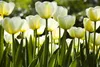 Fototapete - White Tulips 375x250cm - Vliestapete Produktbild-Vorschau 1