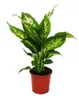 Exotenherz – Dieffenbachia „Compacta“ – 1 Pflanze – Produktbild-Vorschau 1