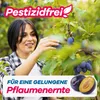 Gerobug Pflaumenwicklerfalle Pheromonfalle 2 Stk. - Produktbild-Vorschau 3