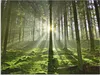 ARTland Wandbild Alu für Innen & Outdoor Wald im Gegenlicht Produktbild-Vorschau 1