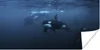MuchoWow® Poster Orcas unter Wasser 40x20 cm - Poster für Produktbild-Vorschau 1