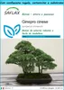 SAFLAX Set regalo - Ginepro cinese - 30 semi - Juniperus Anteprima dell’immagine prodotto 1