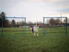 Agility Set für kleine und mittelgroße Hunde, Hundesport Produktbild-Vorschau 3