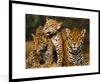 MuchoWow® MuchoWow® Gerahmtes Poster Leopard - Wilde Tiere Produktbild-Vorschau 1