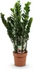 Green boutiQ - Zimmerpflanzen - Zamioculcas - ZZ-Pflanze - Produktbild-Vorschau 2