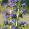 6 x Gewöhnlicher Natternkopf - Echium vulgare  | Topf 9cm x Produktbild-Vorschau 2