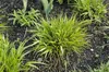 Japanisches Berggras, im Topf - Hakonechloa macra Produktbild-Vorschau 9