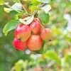 A close-up of several small, red and yellow apples hanging from a branch with green leaves. Produktbild-Vorschau