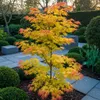 Japonský javor Acer palmatum Orange Dream, výška 70cm, Náhľad obrázku produktu 4