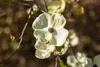 Cornus florida, Blumen-Hartriegel, 60–80 cm, weiße Blüten Produktbild-Vorschau 8
