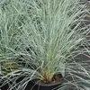 6 x Blaustrahlhafer - Helictotrichon sempervirens  | Topf Produktbild-Vorschau 2