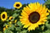 LanDixx Sonnenblumenkerne geschält 2 kg Vogelfutter Produktbild-Vorschau 3