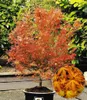 BALDUR Garten 1x Japanischer Ahorn 'Katsura', Pflanze im 12 Produktbild-Vorschau 1