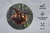 MuchoWow® Mauspad Mousepad Junger Orang-Utan hängt an einem Produktbild-Vorschau 2