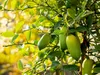 Kaviarlimette 65 - 75 cm | grüner Kaviar | Zitrusbaum | Produktbild-Vorschau 3