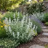 6x Nepeta faassenii Snowflake P9 H20 Produktbild-Vorschau 5