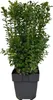 Buxus sempervirens 6 planten voor 1 laufenden Meter Productafbeelding-voorbeeld 1