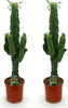 Kaktus mleczny Euphorbia eritrea - afrykanskie drzewo Podgląd zdjęcia produktu 1