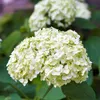 A close-up of a white hydrangea flower with green leaves in the background. Produktbild-Vorschau