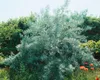 Elaeagnus angustifolia, schmalblättrige Ölweide, 80–100 cm Produktbild-Vorschau 7