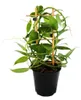 Echte Vanille Pflanze am Spalier, Vanilla planifolia - Produktbild-Vorschau 2