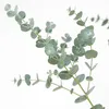 Bloomique - Eukalyptus Gunii Azura - Eukalyptus Pflanze - Produktbild-Vorschau 3