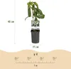 GreenboutiQ - Kletterpflanze - Clematis armandii - Blüte Produktbild-Vorschau 3