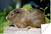 MuchoWow® Poster Meerschweinchen-Porträt 60x40 cm - Produktbild-Vorschau 1