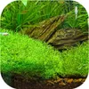 Eco Plant Riccia Fluitans - In-vitro-Pflanze Setzling Eco Produktbild-Vorschau 3