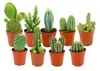 Zynesflora Mini Kakteen im Set - 9 Stück im 5.5 cm Produktbild-Vorschau 1