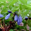 Honigbeere ´BLUE VELVET®´ 20-30 cm, cont. 2,5 l Produktbild-Vorschau 5