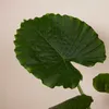 Bloomique - Alocasia Gageana California - Elephant Ear - Podgląd zdjęcia produktu 5