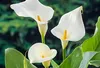 6 x Zantedeschia aethiopica - Biała kalia - doniczka 9 x 9 Podgląd zdjęcia produktu 2