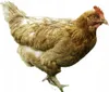Kurka Naturka Nioska Sypka pasza dla kur 25kg Podgląd zdjęcia produktu 11