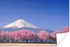 MuchoWow® Poster Fuji in Asien mit Kirschblüten im Produktbild-Vorschau 1