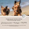 Gelenkpulver für Hunde 300 g - Grünlippmuschel, Kollagen, Produktbild-Vorschau 5