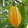 Carambola (Averrhoa carambola)  - 10 pezzi Anteprima dell’immagine prodotto 1