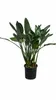 Strelitzia reginae, známa ako rastlina paradízového vtáka, Náhľad obrázku produktu 4