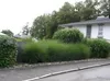Stauden Gänge 3 x Miscanthus sinensis 'Gracillimus Nana' im Produktbild-Vorschau 5