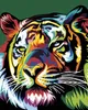 Zuty - Malen nach Zahlen - FARBIGER TIGER, 40x50 cm, ohne Produktbild-Vorschau 1