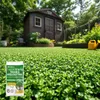 EcoDeco Rasenmischung mit Mikroklee Pipolina, Kleesamen für Produktbild-Vorschau 2
