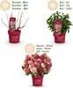 Hydrangea panniculata Groundbreaker Ruby - Hortensja - Podgląd zdjęcia produktu 4