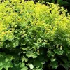 6 x alchemilka veľkolistá - Alchemilla mollis | kvetináč Náhľad obrázku produktu 2