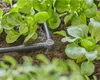 Micro-Drip-System L-Stück 4,6mm (3/16") (dunkelgrau, 10 Produktbild-Vorschau 18