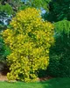 Cotinus coggygria 'Golden Spirit', Perückenstrauch, Produktbild-Vorschau 1