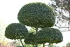 Carpinus betulus, Hainbuche, 80–100 cm Produktbild-Vorschau 17