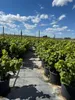 Rows of potted grapevines under a blue sky with white clouds. Voir les images du produit